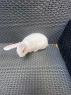 Mooie jonge konijntjes, Dieren en Toebehoren, Meerdere dieren, Dwerg