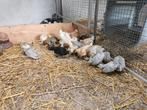 Kuikens Sabelpootkriel en Hollandse kriel, Meerdere dieren, Kip