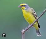 Div tropen, Dieren en Toebehoren, Vogels | Overige Vogels, Meerdere dieren, Tropenvogel