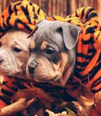 American Bully pups *ABKC mogen nestje verlaten, Dieren en Toebehoren, CDV (hondenziekte), 8 tot 15 weken, Meerdere, Meerdere dieren