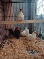 Broedeieren Serama, Dieren en Toebehoren, Pluimvee, Meerdere dieren, Kip