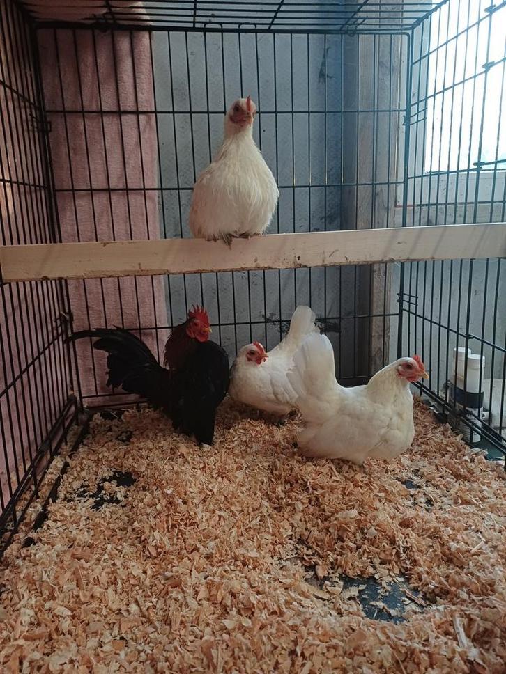 Broedeieren Serama, Dieren en Toebehoren, Pluimvee, Kip, Meerdere dieren