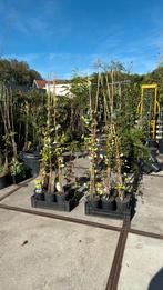 Kamperfoelie div kleuren stevige plant div soorten12,95 pst, Tuin en Terras, Ophalen, Volle zon, Vaste plant, Klimplanten