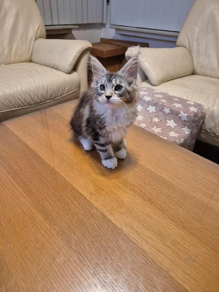 Nog 2 super lieve en mooie maine coon poesjes., Dieren en Toebehoren, Katten en Kittens | Raskatten | Langhaar, Poes, 0 tot 2 jaar