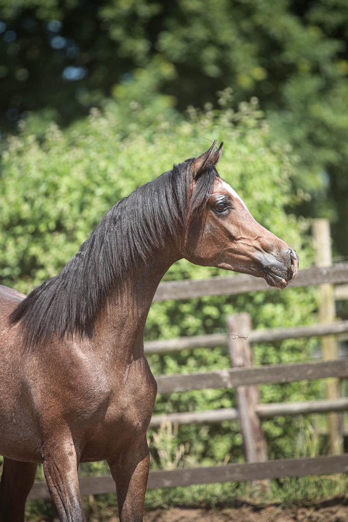 Grote maat arabisch volbloed schimmel hengst, Dieren en Toebehoren, Paarden, Hengst, Niet van toepassing, Minder dan 160 cm, 0 tot 2 jaar