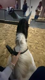 Verzorger aangeboden, Dieren en Toebehoren, Stalling en Weidegang