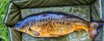Boilies spicy peach, Watersport en Boten, Ophalen of Verzenden, Nieuw, Overige typen