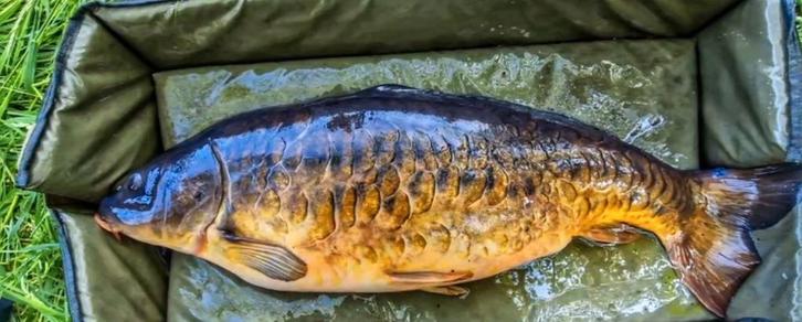 Boilies spicy peach, Watersport en Boten, Hengelsport | Roofvissen, Nieuw, Overige typen, Ophalen of Verzenden