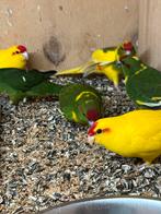 Kakariki jonge vogels, Dieren en Toebehoren, Meerdere dieren, Parkiet, Geringd