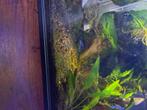 aqarium home 65, Dieren en Toebehoren, Vissen | Aquaria en Toebehoren, Ophalen, Gebruikt, Gevuld zoetwateraquarium