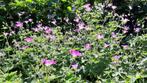 Geranium Endrissi (Tuingeranium / ooievaarsbek), Tuin en Terras, Planten | Tuinplanten, Ophalen, Bodembedekkers, Volle zon, Vaste plant