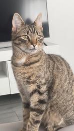 Kortharig, Dieren en Toebehoren, Katten en Kittens | Overige Katten, Kater, Kortharig, 0 tot 2 jaar