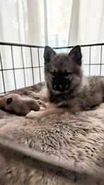 Super leuke pomsky pups!, Dieren en Toebehoren, Nederland, Overige rassen, CDV (hondenziekte), 8 tot 15 weken