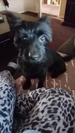 Dek reu, 6 jaar of ouder, Reu, Eén hond, Nederland