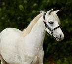 3 jarige welsh A ruin & 2 jarige hengst, Ruin, A pony (tot 1.17m), 3 tot 6 jaar, Onbeleerd