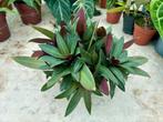 Tradescantia spathacea - Boat Lily - Pot 12, Overige soorten, In pot, Minder dan 100 cm, Groene kamerplant