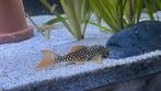 l014, Dieren en Toebehoren, Vissen | Aquariumvissen, Vis, Zoetwatervis