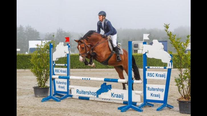 Onwijs leuke 17 jarige allrounder!, Dieren en Toebehoren, Paarden, Ruin, M, 160 tot 165 cm, 11 jaar of ouder, Recreatiepaard, Met stamboom