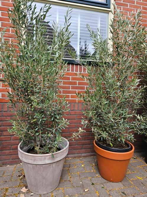 Flinke olijfstruiken vol met olijven, Tuin en Terras, Planten | Bomen, Olijfboom, 100 tot 250 cm, Volle zon, Zomer, Ophalen of Verzenden