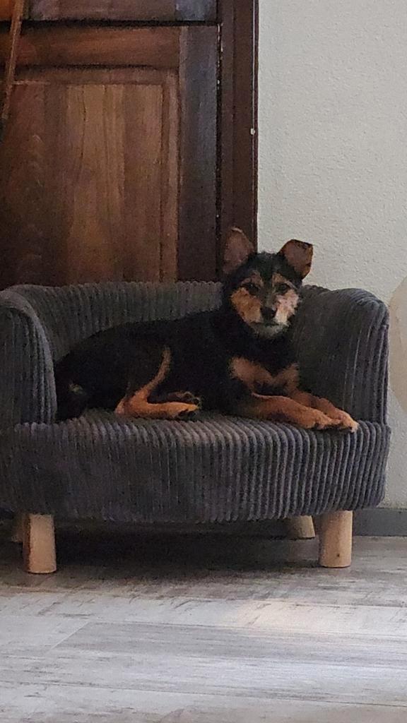 lieve Bowie zoekt nieuw huisje, Dieren en Toebehoren, Honden | Jack Russells en Terriërs, Reu, Overige rassen, Particulier, Eén hond