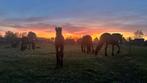 Opfok, Dieren en Toebehoren, Stalling en Weidegang, Opfok, 1 paard of pony