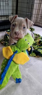 American bully micro/pocket( mag verhuizen), Dieren en Toebehoren, CDV (hondenziekte), 8 tot 15 weken, Eén hond, Nederland