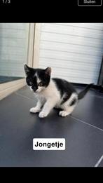 Kittens, Dieren en Toebehoren