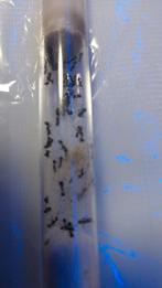 Messor ebeninus 1 koningin met 30 werksters 2 beschikbaar, Dieren en Toebehoren, Mieren