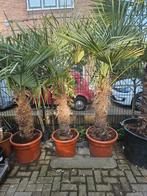 Winterharde palmbomen - Trachycarpus / Chamaerops, Ophalen of Verzenden, Zomer, Overige soorten, Volle zon