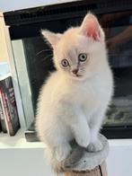 Knuffelige Britse Kortharen. Op zoek naar liefdevol gezin, Dieren en Toebehoren, Katten en Kittens | Raskatten | Langhaar, Meerdere dieren