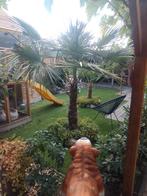 Palmbomen te koop, Tuin en Terras, Planten | Bomen, 100 tot 250 cm, Zomer, Palmboom, Ophalen