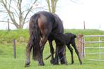 Stalhulp gezocht, Diensten en Vakmensen, Dieren | Paarden | Verzorging, Oppas en Les, Ruiter of Bijrijder