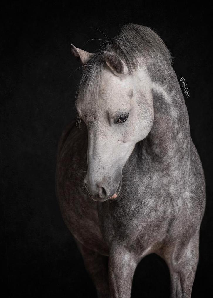 Leuke kinderpony!!, Dieren en Toebehoren, Pony's, Ruin