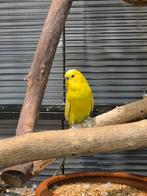 Grasparkieten, Dieren en Toebehoren, Vogels | Parkieten en Papegaaien, Mannelijk, Parkiet, Tam