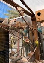 Zebravinkjes per koppel, Meerdere dieren, Parkiet
