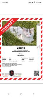 Vermist onze kat Lerrie, Dieren en Toebehoren, Kater