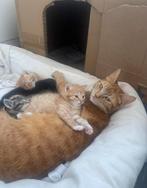 3 prachtige kittens zoeken een liefdevol thuis, Kater