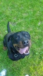 Herplaatsen Rottweiler, 6 jaar of ouder, Rabiës (hondsdolheid), Teef, Eén hond