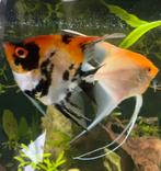 2 maanvis koppeltjes zoeken nieuw thuis, Dieren en Toebehoren, Vissen | Aquariumvissen, Vis, Zoetwatervis, Schoolvis