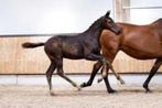 Hengst veulen van Extreme US te koop, Dieren en Toebehoren, Paarden, Gechipt, Dressuurpaard, 0 tot 2 jaar, Hengst