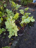 Maggiplant  Lavas planten te koop, Tuin en Terras, Planten | Tuinplanten, Halfschaduw, Zomer, Vaste plant, Ophalen of Verzenden