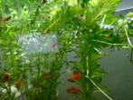 molly fish, Dieren en Toebehoren, Vissen | Aquariumvissen, Vis, Zoetwatervis, Schoolvis