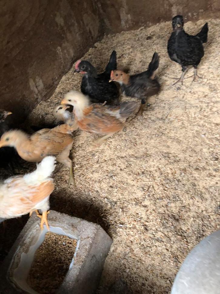 Mooie Serama kuikens 15 euro per stuk zie foto’s, Dieren en Toebehoren, Pluimvee