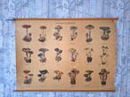 Oude schoolplaat Paddestoelen nr 2, Ophalen of Verzenden, Natuur en Biologie
