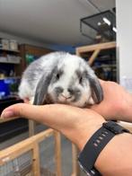 Te koop lieve jonge Nederlandse dwerghangoor konijntjes, Meerdere dieren, Dwerg, Hangoor, 0 tot 2 jaar