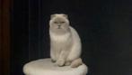 Scottish fold, Poes, Gechipt, 0 tot 2 jaar