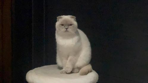 Scottish fold, Dieren en Toebehoren, Katten en Kittens | Raskatten | Korthaar, Poes, 0 tot 2 jaar, Gechipt, Ontwormd, Ingeënt