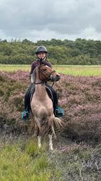 Stoere B pony merrie, Dieren en Toebehoren, Pony's, Merrie