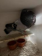 Roeks duif gaditano, Dieren en Toebehoren, Vogels | Duiven, Vrouwelijk, Kropper