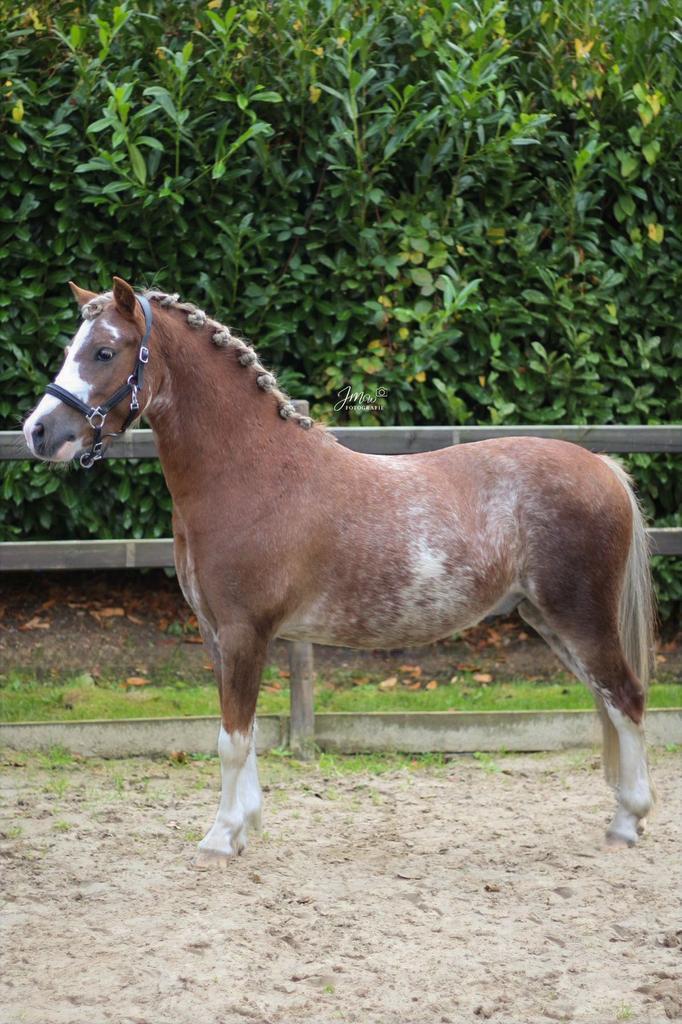 Ontzettend knappe a welsh ruin, 3 jaar, Dieren en Toebehoren, Pony's, Ruin, 3 tot 6 jaar